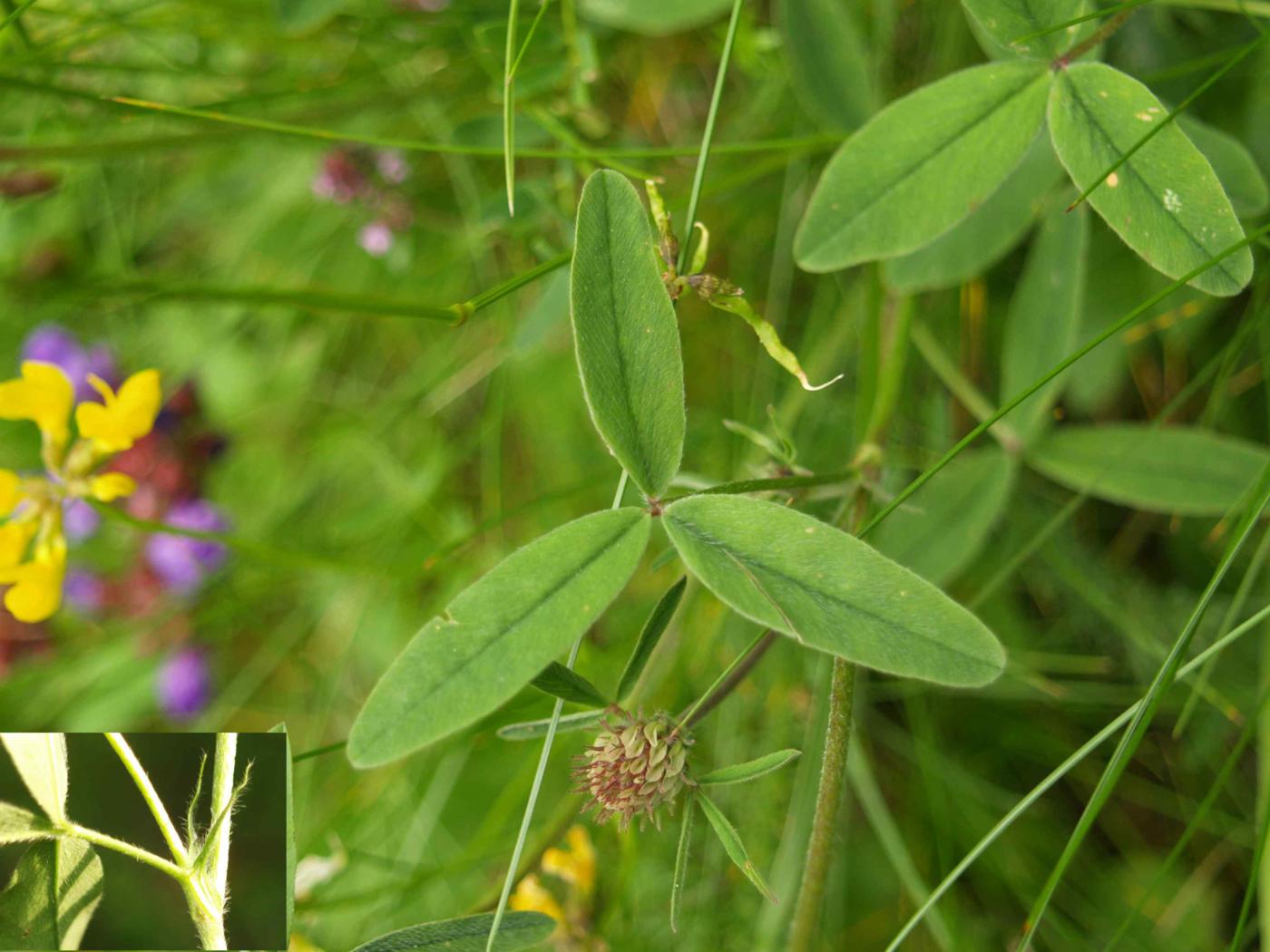 Clover, Sulphur leaf